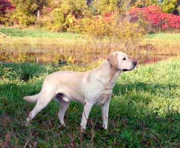 Charlie