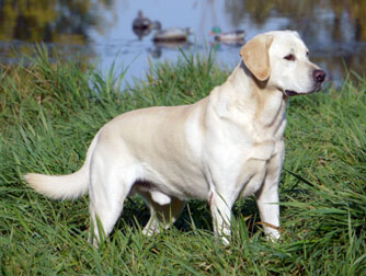 Charlie