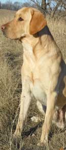 Cooper