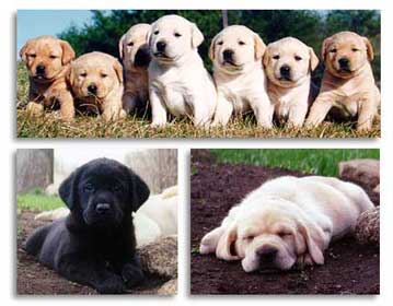 Cashman Puppies