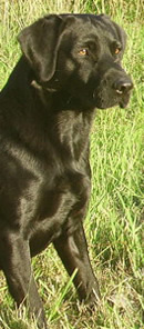 Amos